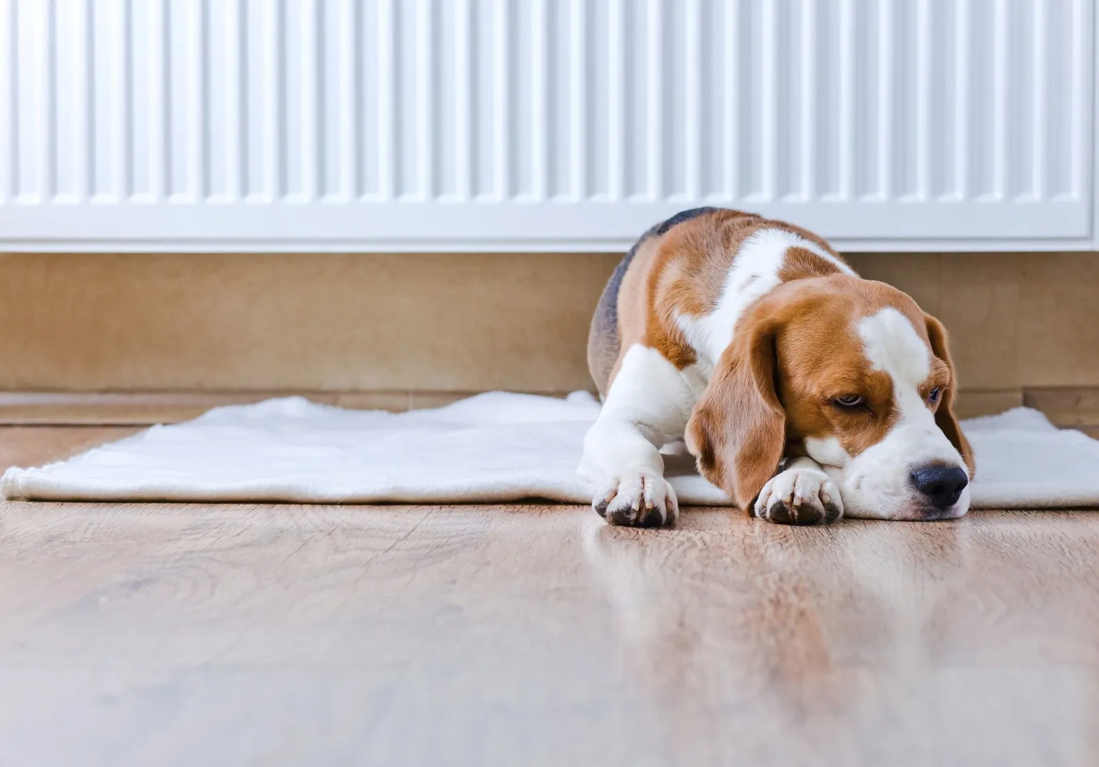 warm radiator with dog